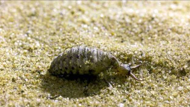 Video This Antlion is a Devious, Cold-Blooded Killer en français