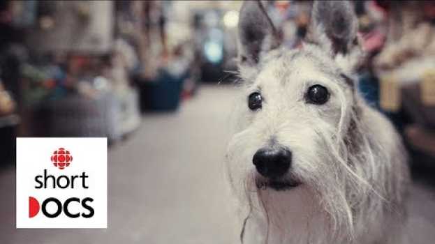 Video A celebration of old dogs, from the people who love them most | In Dog Years em português