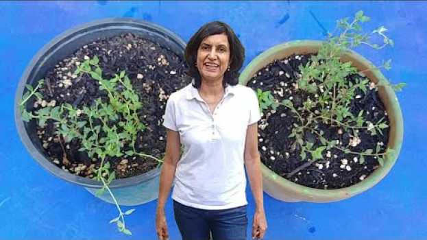 Video How To Propagate Thyme From Seeds (with actual results)   türkçe