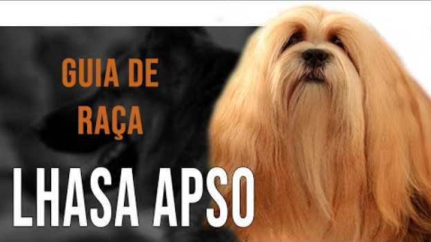 Video LHASA APSO - Tudo sobre a raça in English