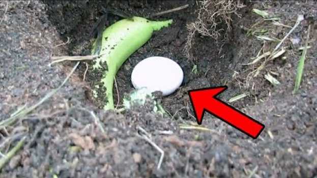 Video Guarda Cosa Succede Se Interri Una Banana e Un Uovo nel Tuo Giardino en español