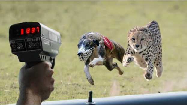 Video Can Top 10 Fastest Dog Breeds Beat The Cheetah? - Top 10 Fastest Dog Breeds In The World po polsku