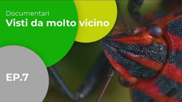 Video Visti da molto vicino - gdoremi.altervista.org - subtitled   türkçe