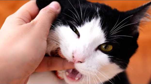 Video Why Cats Sometimes Bite You & Other Strange Behaviors Explained em português