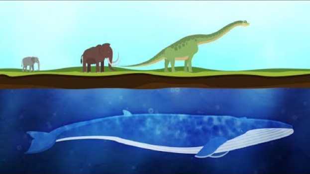 Video Ecco come le balene sono diventate gli animali più grandi al mondo | Insider Italiano auf Deutsch
