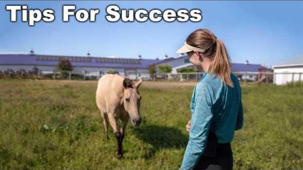 Видео How To Teach A Horse To Come When Called 🐴 на русском