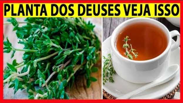 Видео TOMILHO: A Planta Medicinal Mais Poderosa que Você Pode Encontrar na Rua da Sua Casa на русском