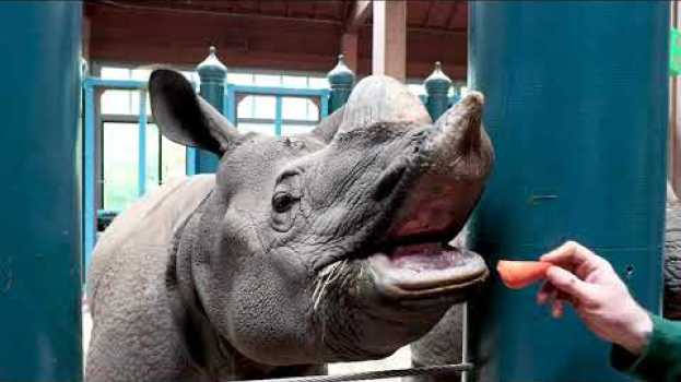 Video Zoo To You – One-horned Rhinoceros en español