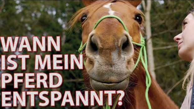 Video Entspanntes Pferd? So erkennt ihr die Signale für Entspannung | Umgang mit dem Pferd | Horsemanship en français