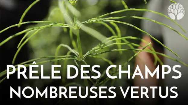 Video Les vertus de la prêle des champs in English
