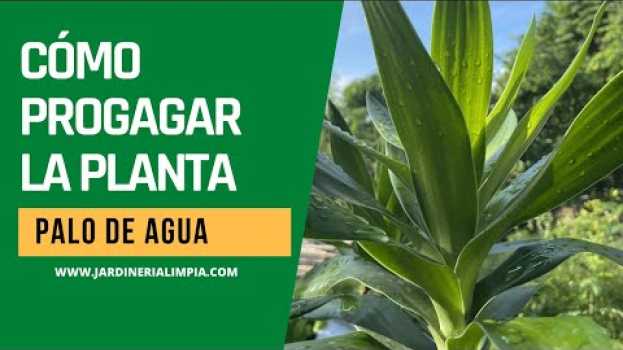 Video ??¿Cómo PROPAGAR RÁPIDO la planta PALO DE AGUA o tronco de Brasil?#short auf Deutsch