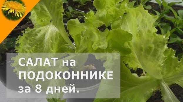 Video ЛИСТОВОЙ САЛАТ на ПОДОКОННИКЕ за 8 дней? Свежая зелень в зимнее время? Смотрите, как ЭТО ПРОСТО! in English