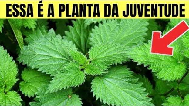 Video Planta Da Juventude  Ela Produz Colágeno, Elimina Rugas, Regenera e Nutre o Corpo da Cabeça aos Pés! po polsku