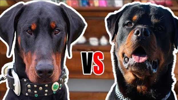 Video ROTTWEILER VS DOBERMAN - Comparação entre raças su italiano