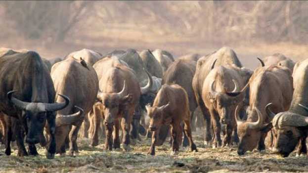 Video The Pragmatic Way African Buffalos Organize Their Herds po polsku