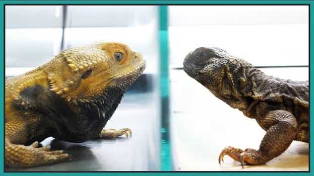 Video Disabled Bearded Dragon Meets & Reacts to Other Reptiles en español