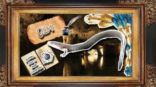 Video olm: La cría de dragón pero es un anfibio - documental de animales salvajes en español