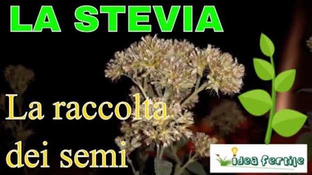 Video Quando raccogliere i semi della Stevia (e altri hobby invernali...) en español