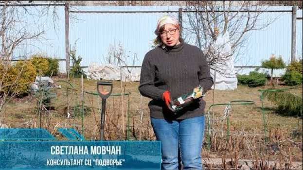 Video Посадка роз весной в открытый грунт em português