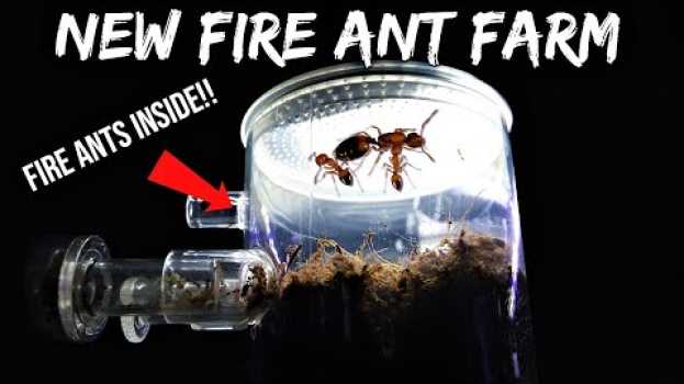 Video FIRE ANTS REACT TO THEIR NEW ANT FARM | Their First Time Digging Tunnels em português
