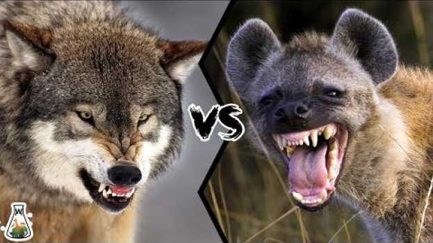 Video GREY WOLF VS SPOTTED HYENA - Who would win?   türkçe