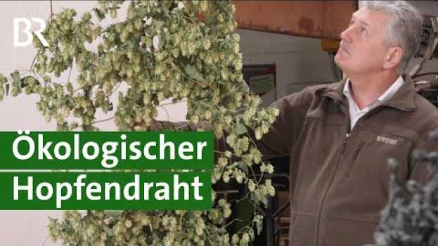 Video Weniger Plastik im Hopfenbau durch biologisch abbaubaren Draht? | Hopfen Doku | Unser Land | BR em português