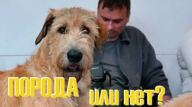 Video Породная или беспородная должна быть собака? И почему всем нужно разное? auf Deutsch