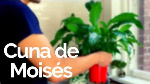 Video Cuna De Moisés / Cómo Hacer Que Florezca (Spathiphyllum, Espatifilo) PLANTAS DE INTERIOR po polsku