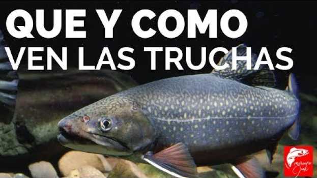 Video DESCUBRIMOS COMO VEN LAS TRUCHAS CUANDO PESCAMOS. PESCA CON MOSCA, FLY FISHING CÓMO PESCAR TRUCHAS 🎣   türkçe