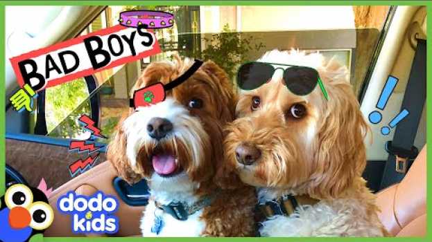 Video These Two Dogs Are Partners In Crime…Or Are They? | Animal Videos For Kids | Dodo Kids   türkçe