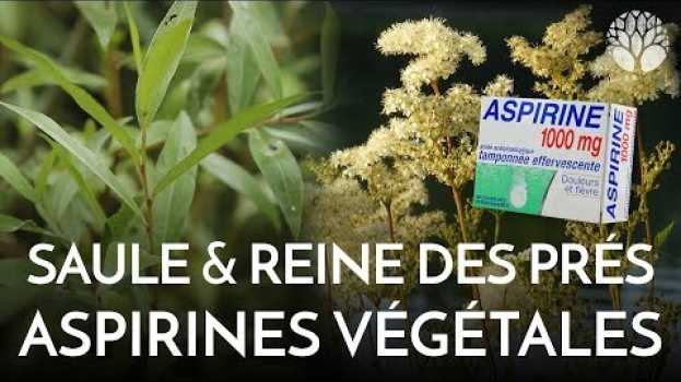 Video Deux aspirines végétales, le saule et la reine des prés en español