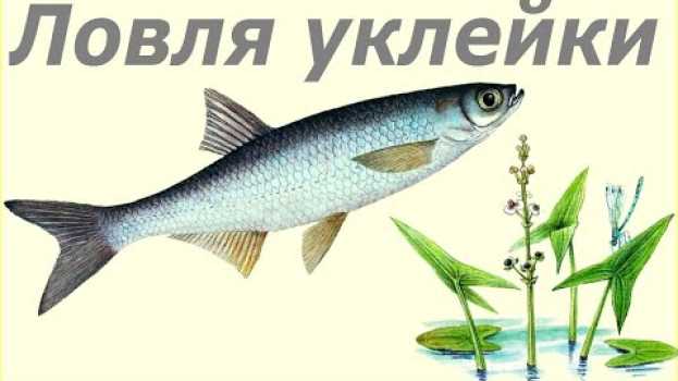 Video Осенняя ловля уклейки, она же верховодка. Совет для начинающих рыболовов.   türkçe