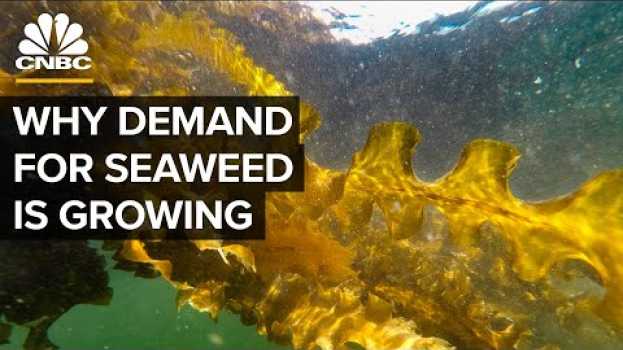 Video Why Demand For Seaweed Is About To Boom po polsku