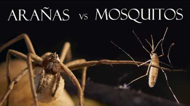 Video Así es un MOSQUITO, y así es devorado por ARAÑAS in English