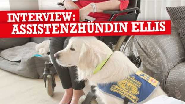 Video Assistenzhunde und warum sie wichtig sind mit @ellisthegolden su italiano