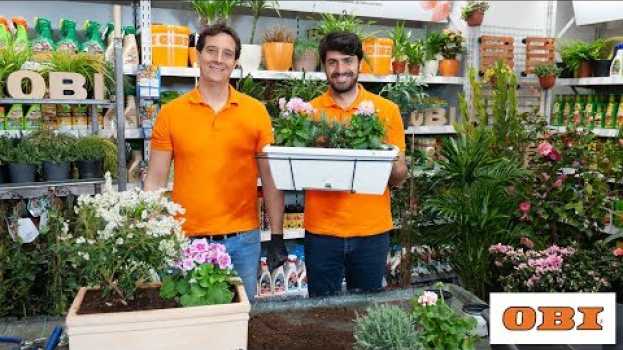 Video Come coltivare un davanzale fiorito auf Deutsch