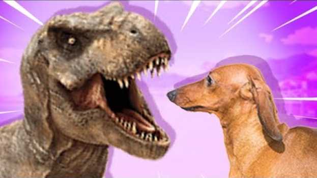 Video O cachorro que lutou com um dinossauro no acre... po polsku