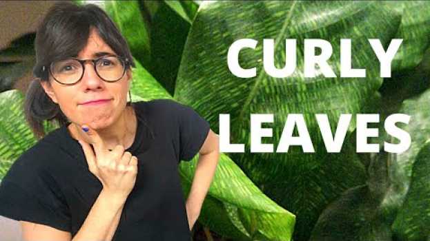 Video Calathea musaica leaves curling (AND HOW TO FIX IT!) auf Deutsch