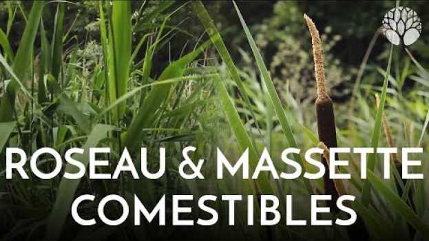 Video Le roseau et la massette ou quenouille sont comestibles ! po polsku