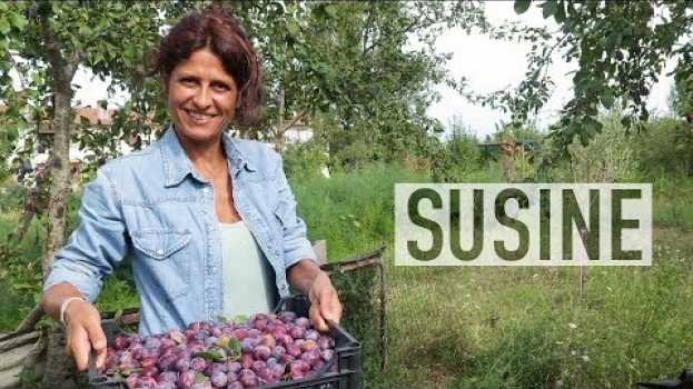 Video SUSINE DI MONTEPULCIANO, FRUTTA ANTICA   türkçe