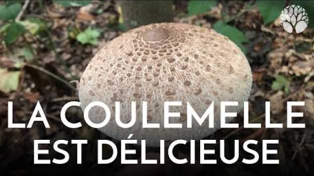 Видео La coulemelle, ou lépiote élevée, est délicieuse ! на русском