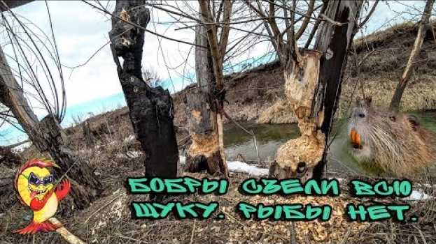 Video БОБРЫ СЪЕЛИ ВСЮ ЩУКУ. РЫБЫ НЕТ. in English