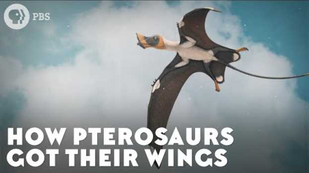 Video How Pterosaurs Got Their Wings en español