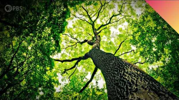 Видео Why do Trees Talk to Each Other? на русском