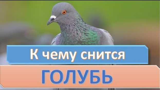 Video К чему снится ГОЛУБЬ | СОННИК su italiano