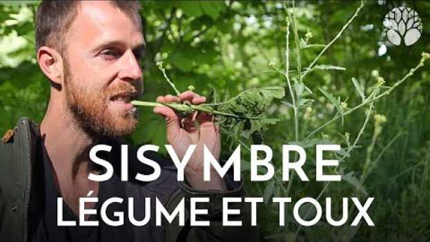 Video L'Herbe aux chantres, ou sisymbre, est excellente en légume et en sirop pour la gorge po polsku