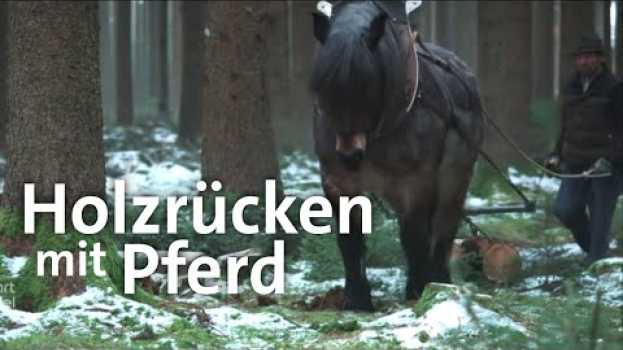 Video Pferde bei der Waldarbeit: Holzrücken im Wald | Zwischen Spessart und Karwendel | BR po polsku