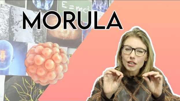 Video Morula ?  - La définition dans "Les sciences et moi" su italiano
