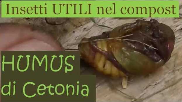 Video Metamorfosi della cetonia e raccolta humus auf Deutsch