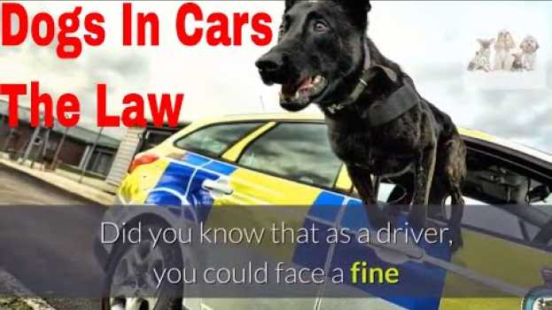 Video Is it illegal to have a dog loose while driving Why you should secure you dog while driving and how em português